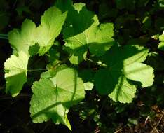 Image of Red Currant