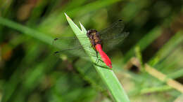 Слика од Orthetrum villosovittatum (Brauer 1868)