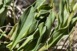 Слика од Erigeron formosissimus Greene