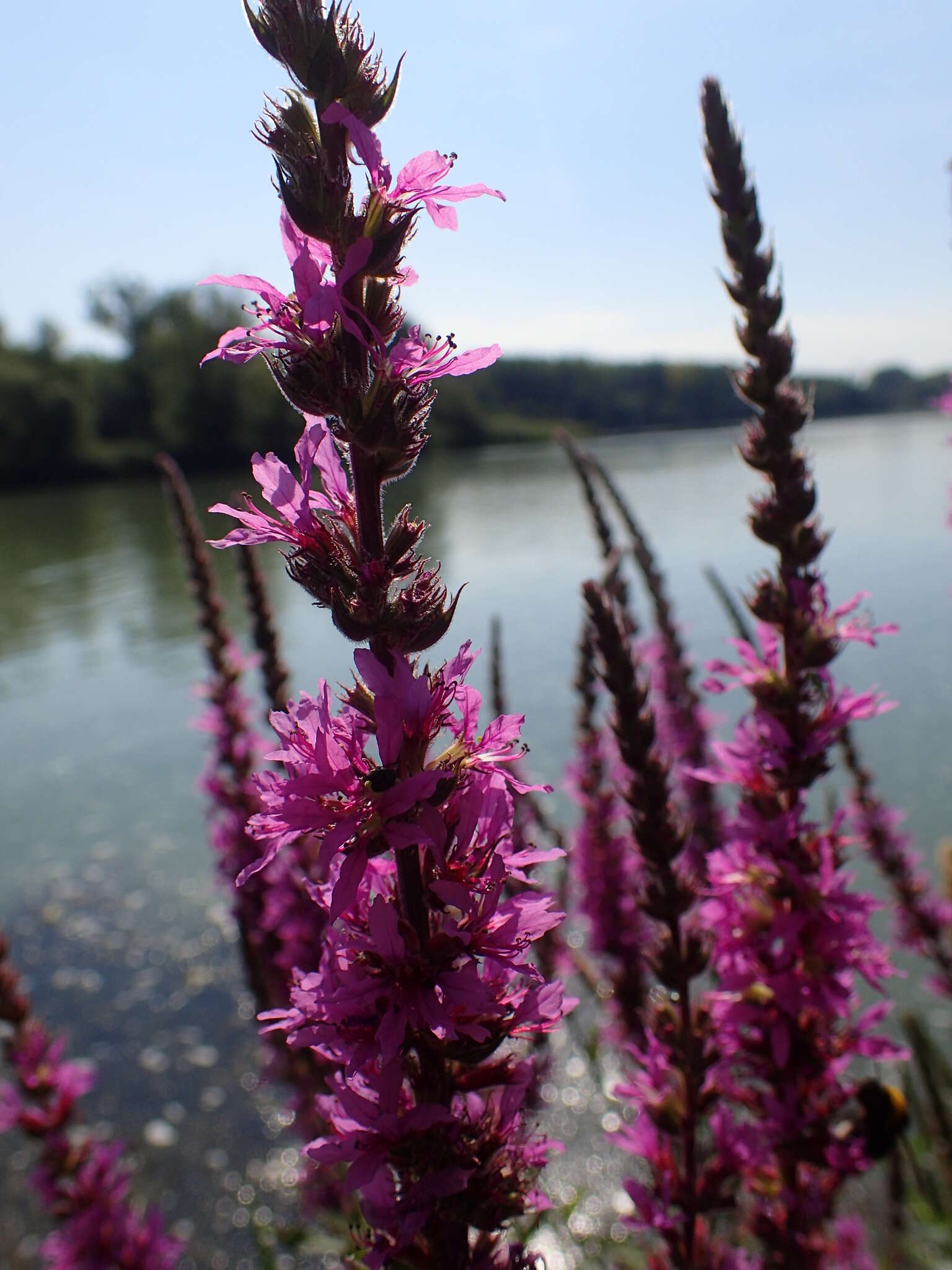 Image of Purple Loosestrife