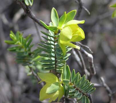 صورة Pimelea aeruginosa F. Müll.