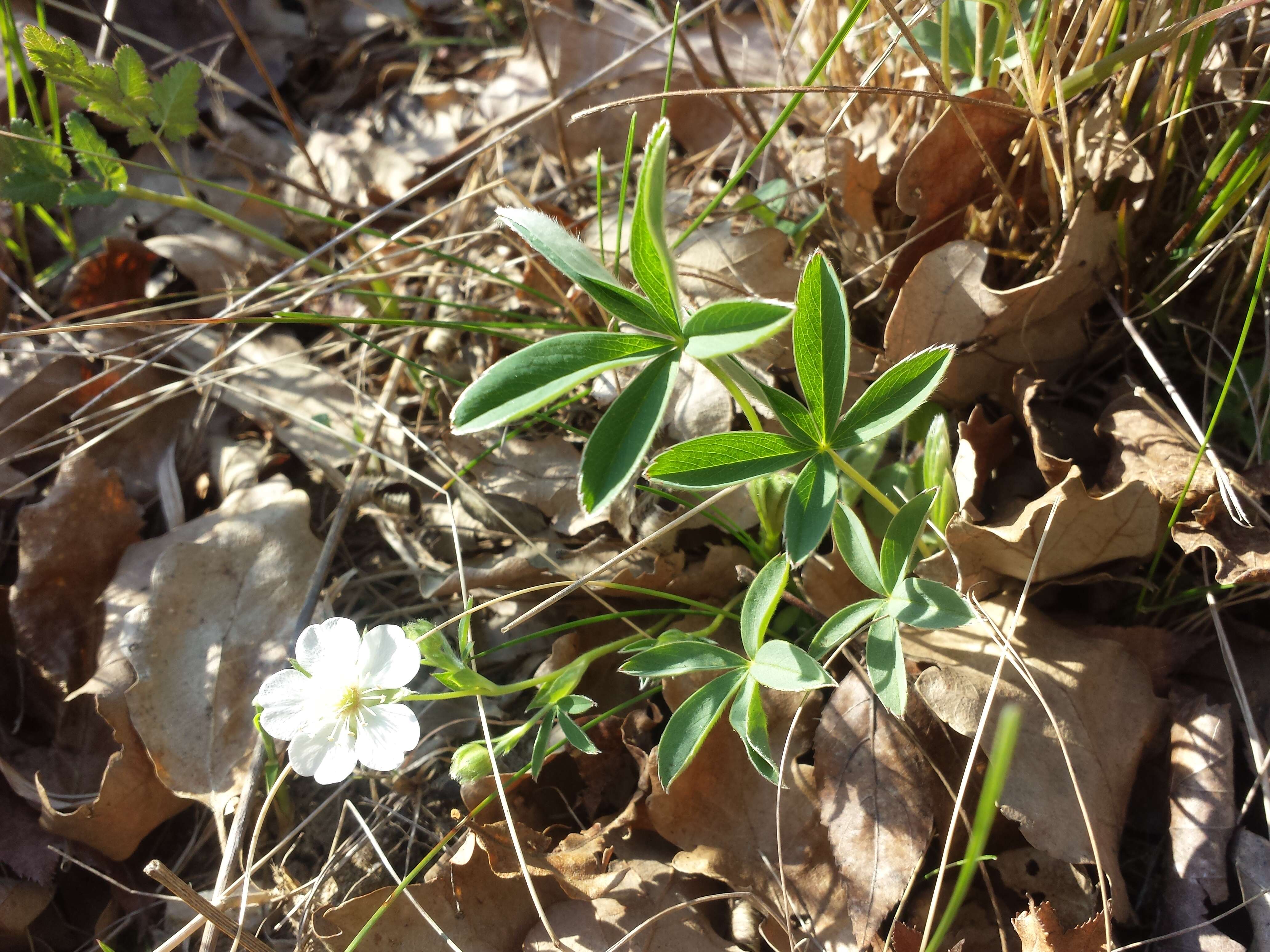 Image of White Cinquefoil