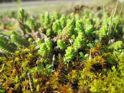 Image of Biting Stonecrop