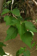 Image of Dombeya acutangula Cav.