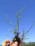 Image of Cheilanthes austrotenuifolia H. M. Quirk & T. C. Chambers