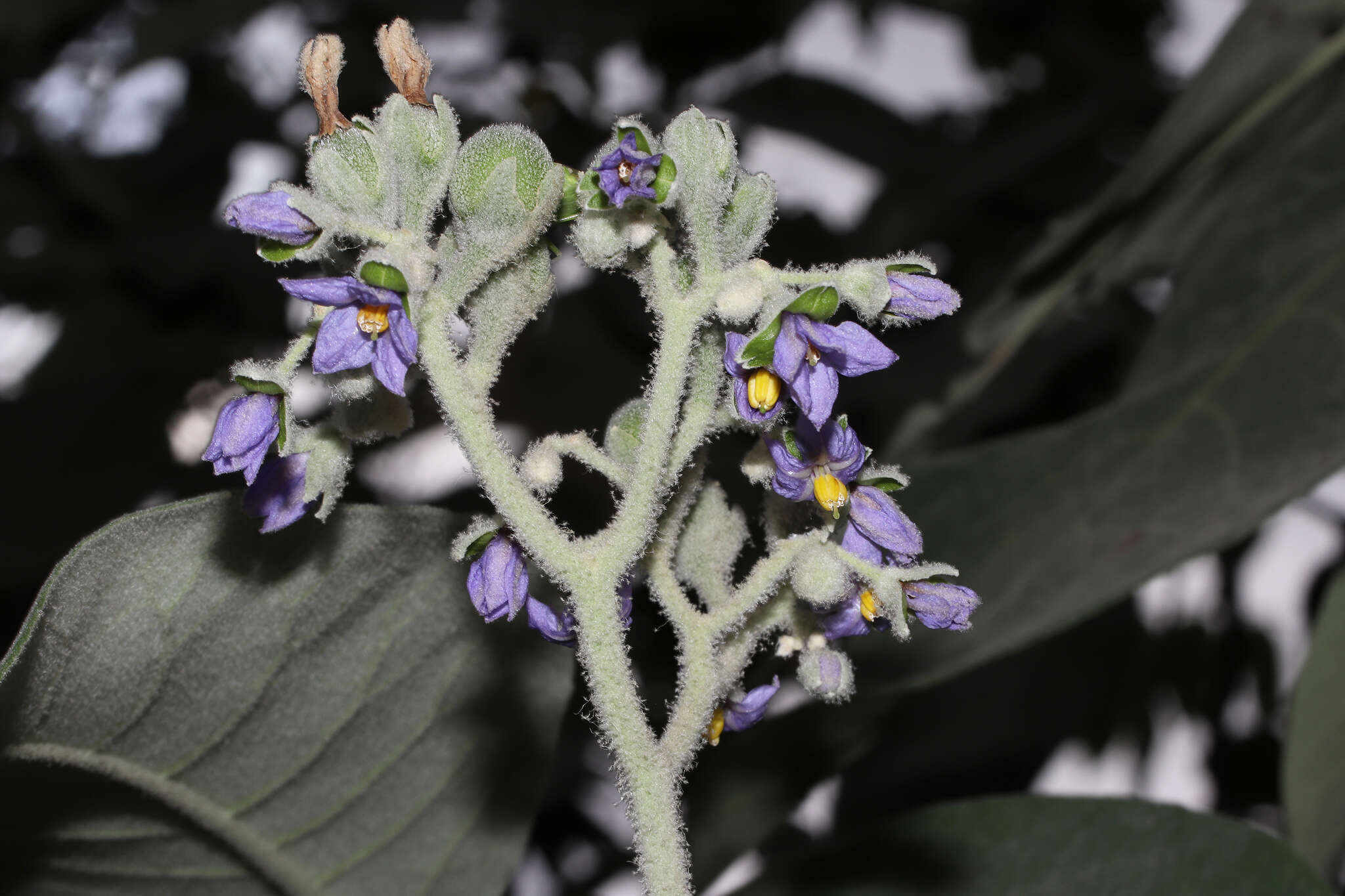 Image of earleaf nightshade