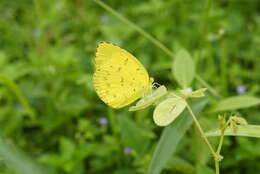 Image of Eurema blanda (Boisduval 1836)