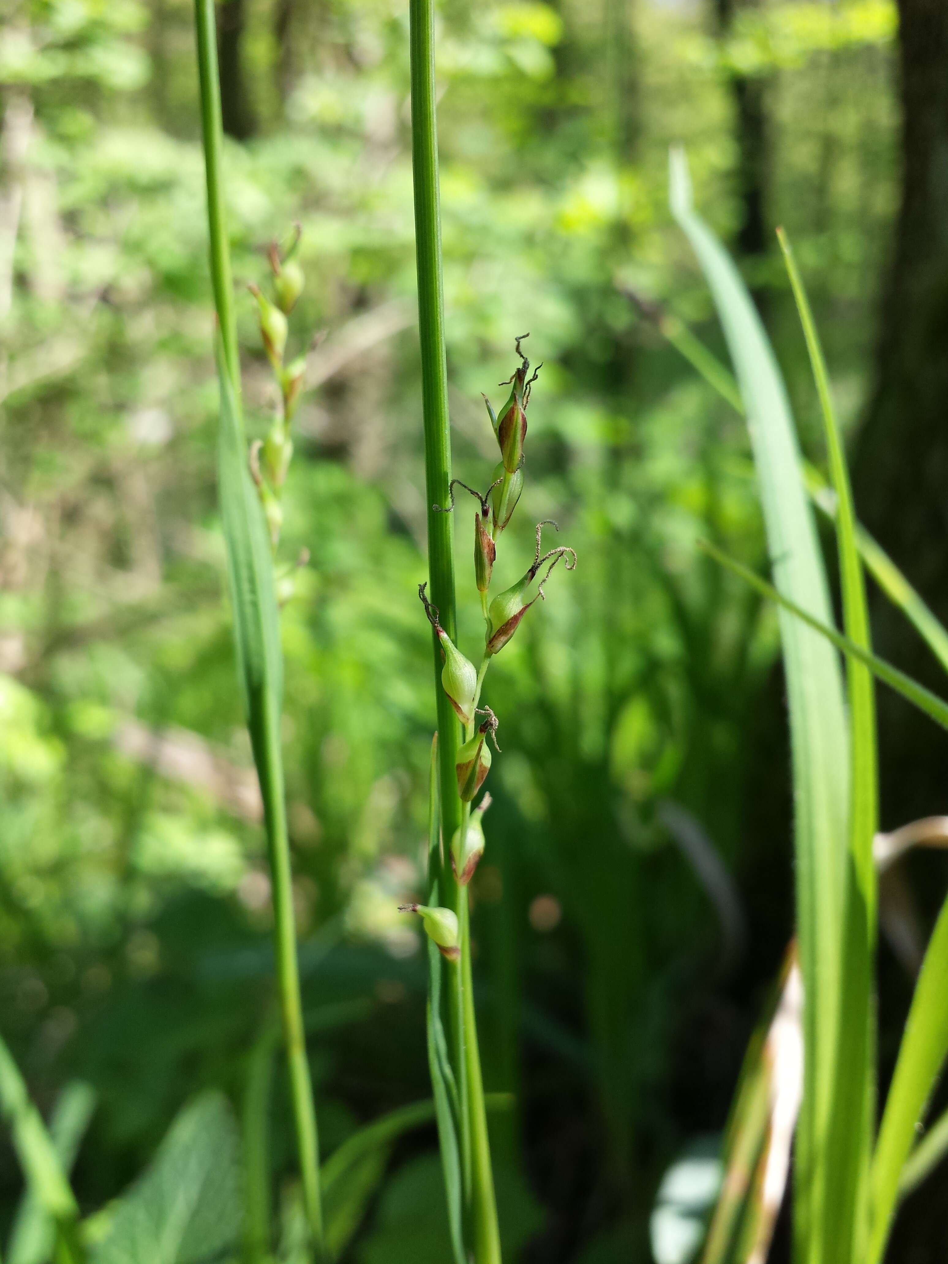 Image of Carex pilosa Scop.