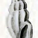 صورة Anacithara phyllidis (Hedley 1922)