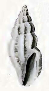 Anacithara phyllidis (Hedley 1922) resmi