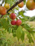 Image of Cherry Plum