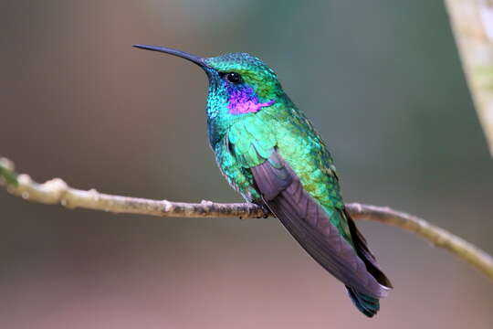 Image of Lesser Violetear