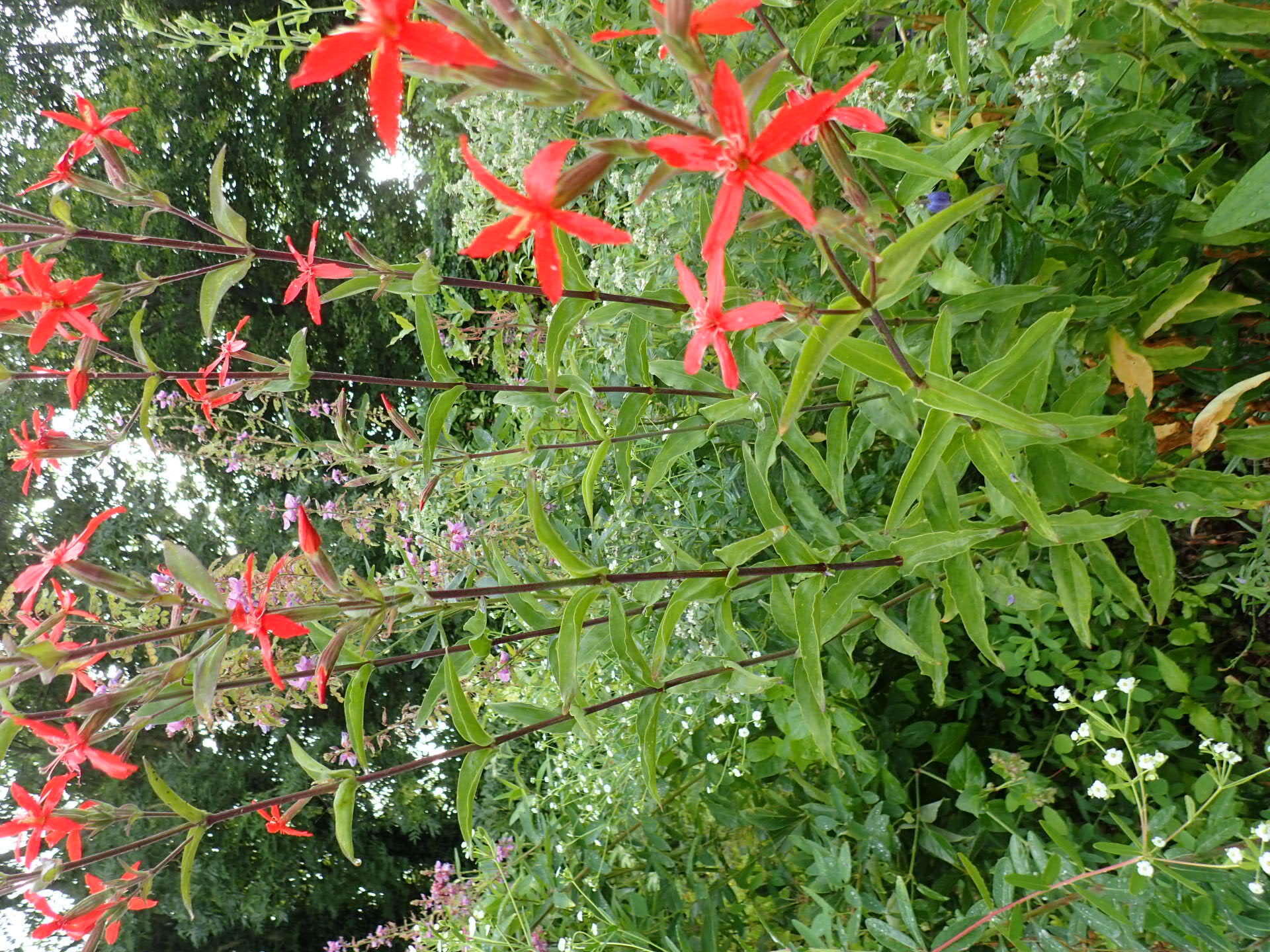 Image of royal catchfly