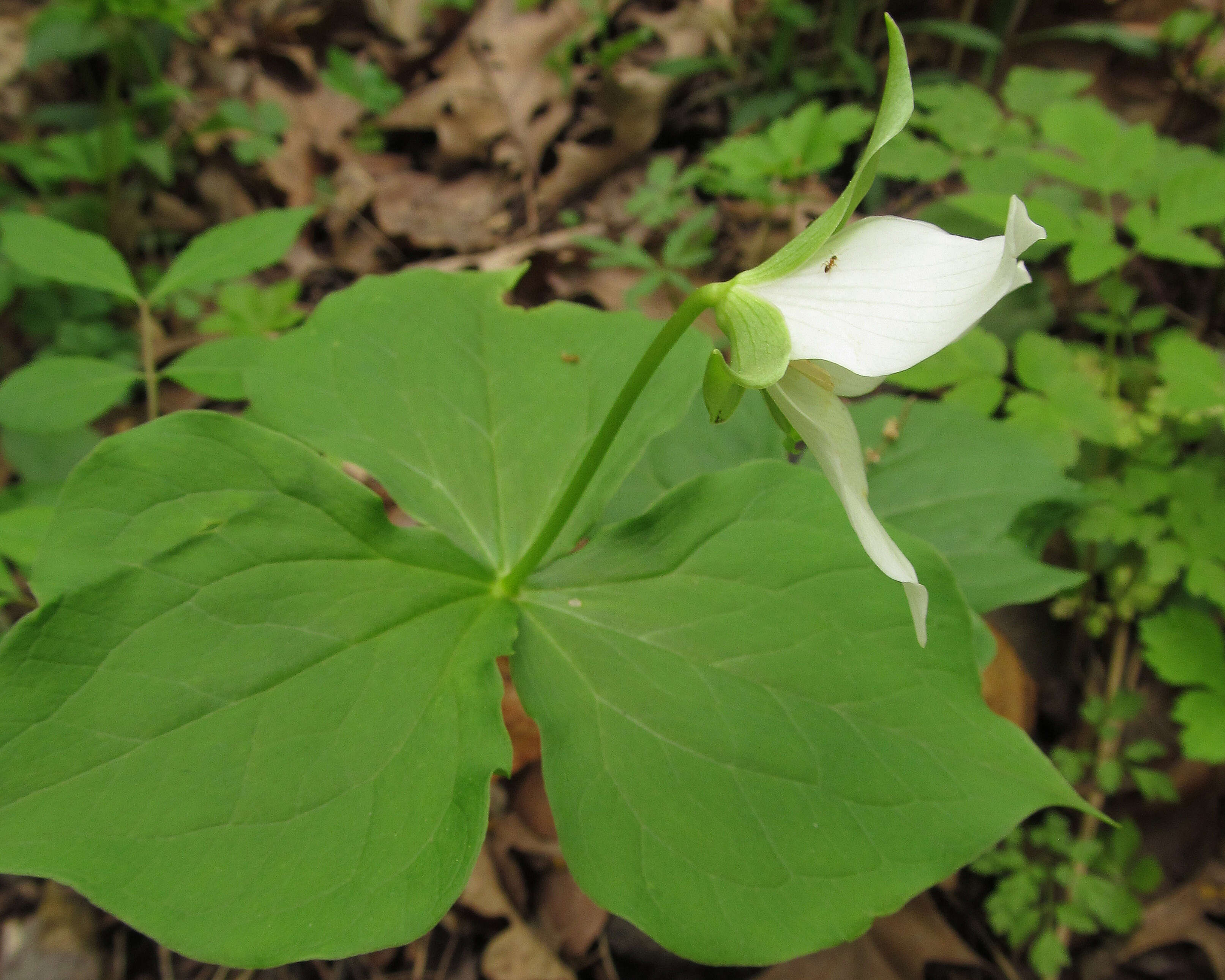 Imagem de Trillium flexipes Raf.