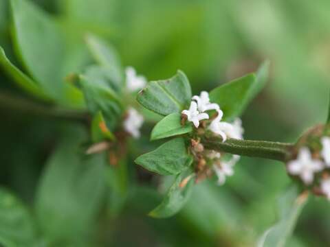 Image of Woodland False Buttonweed