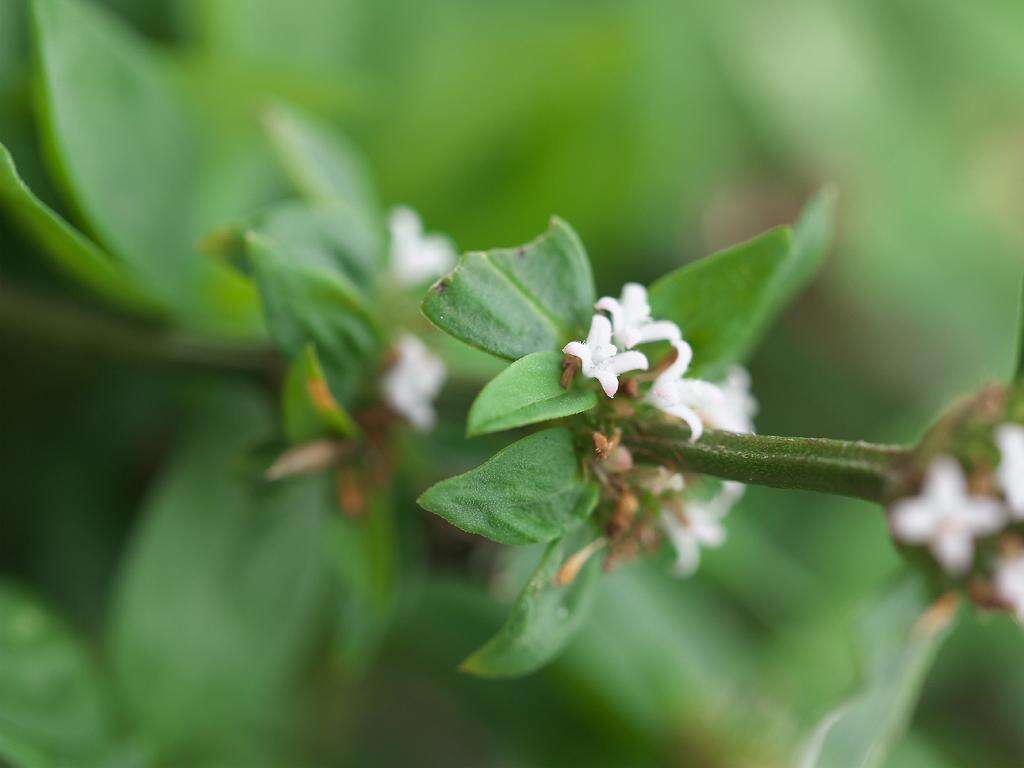 Image of Woodland False Buttonweed