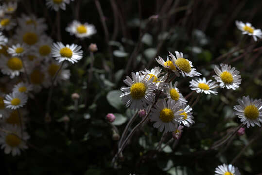 Image de Bellium crassifolium Moris