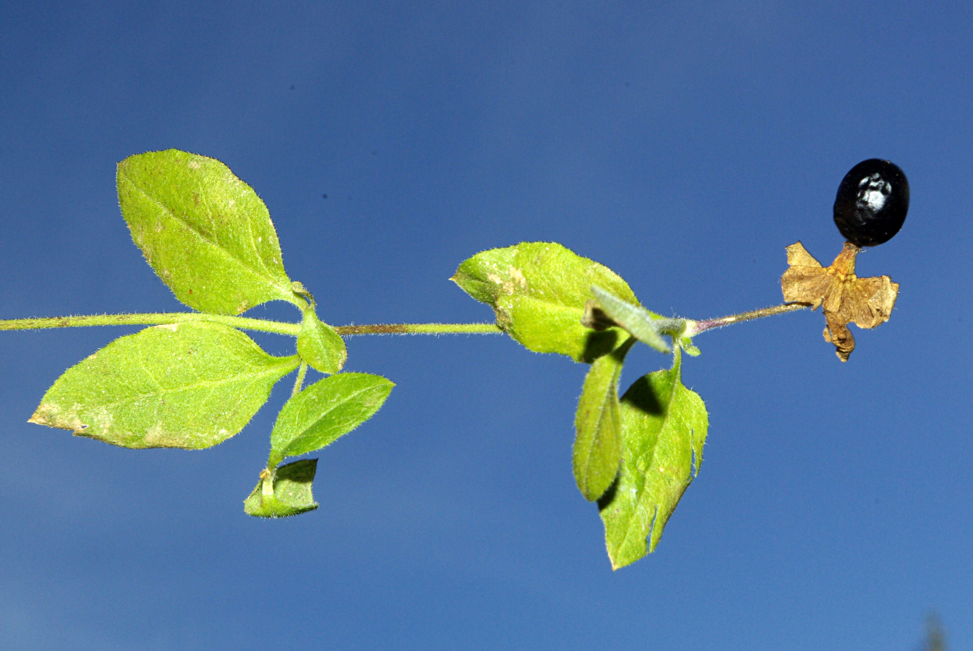 Imagem de Silene baccifera (L.) Roth