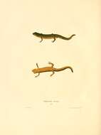 Image of Northern Zigzag Salamander