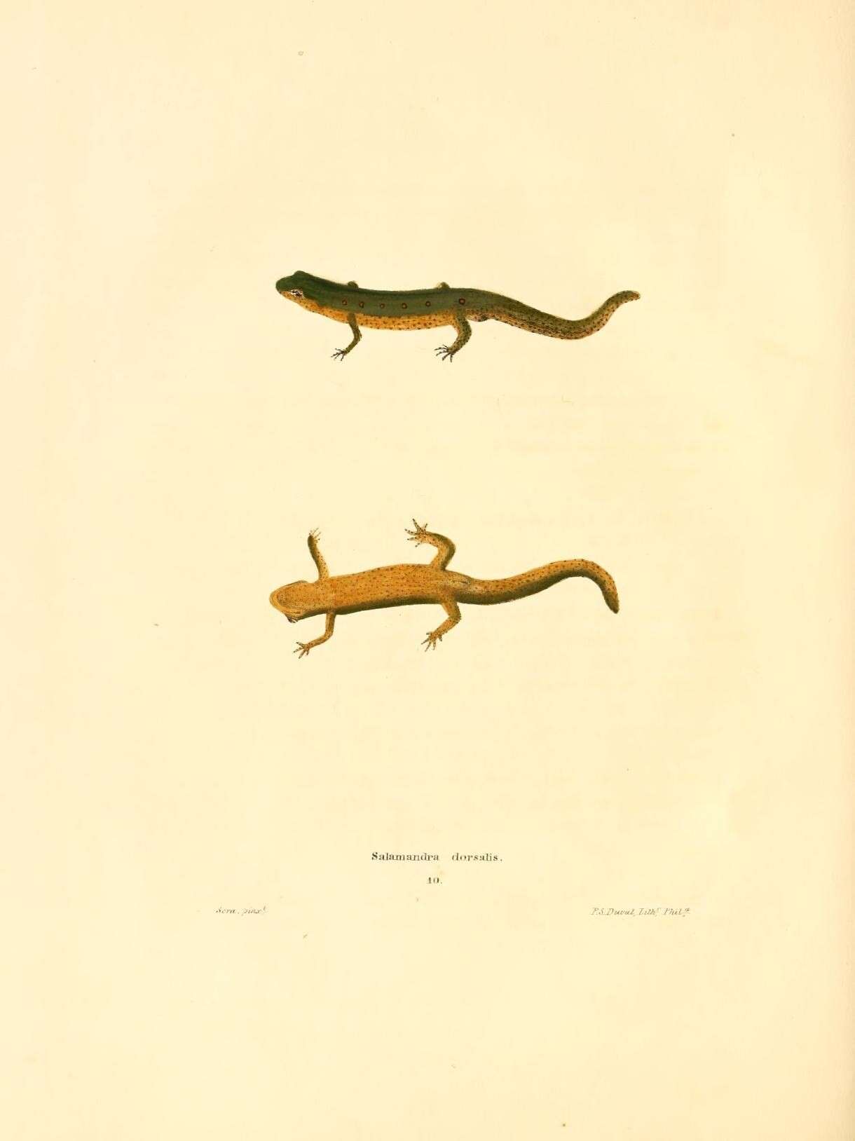 Image of Northern Zigzag Salamander