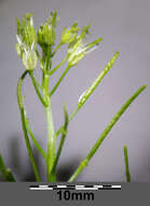 Image of Narrow-leaved Bittercress