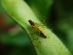 Image of lynx spider