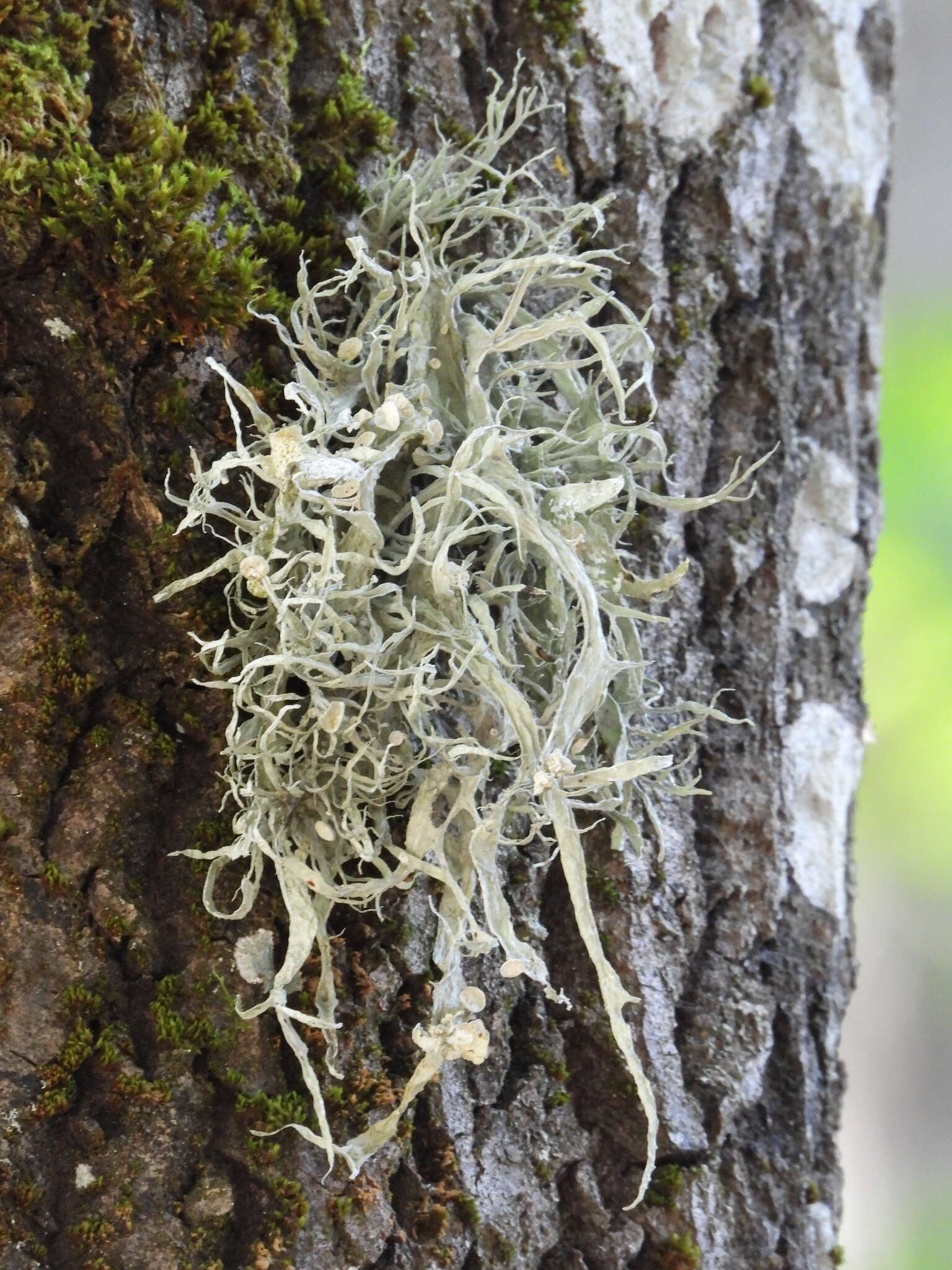 Image of cartilage lichen