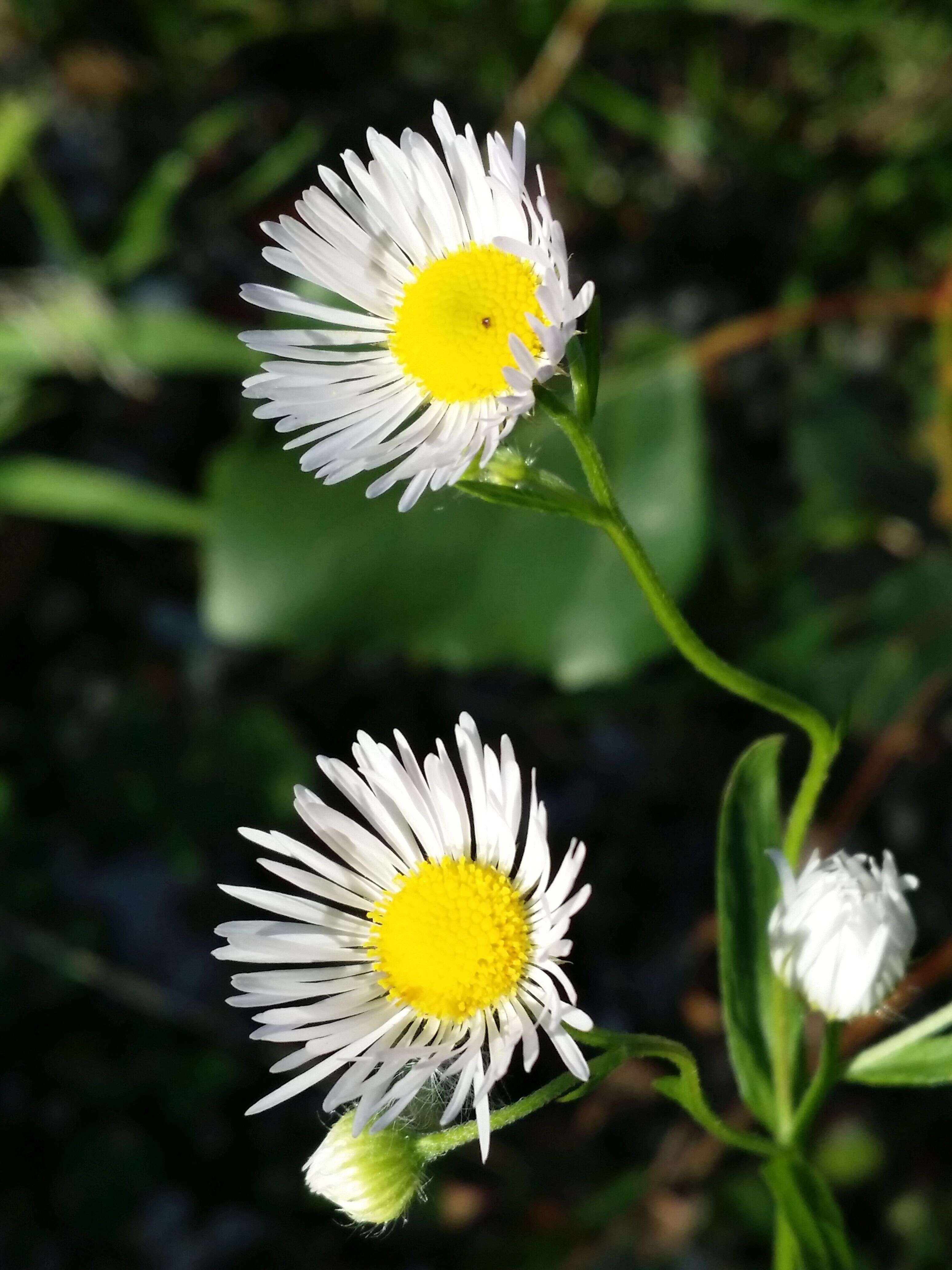 Image of eastern daisy fleabane