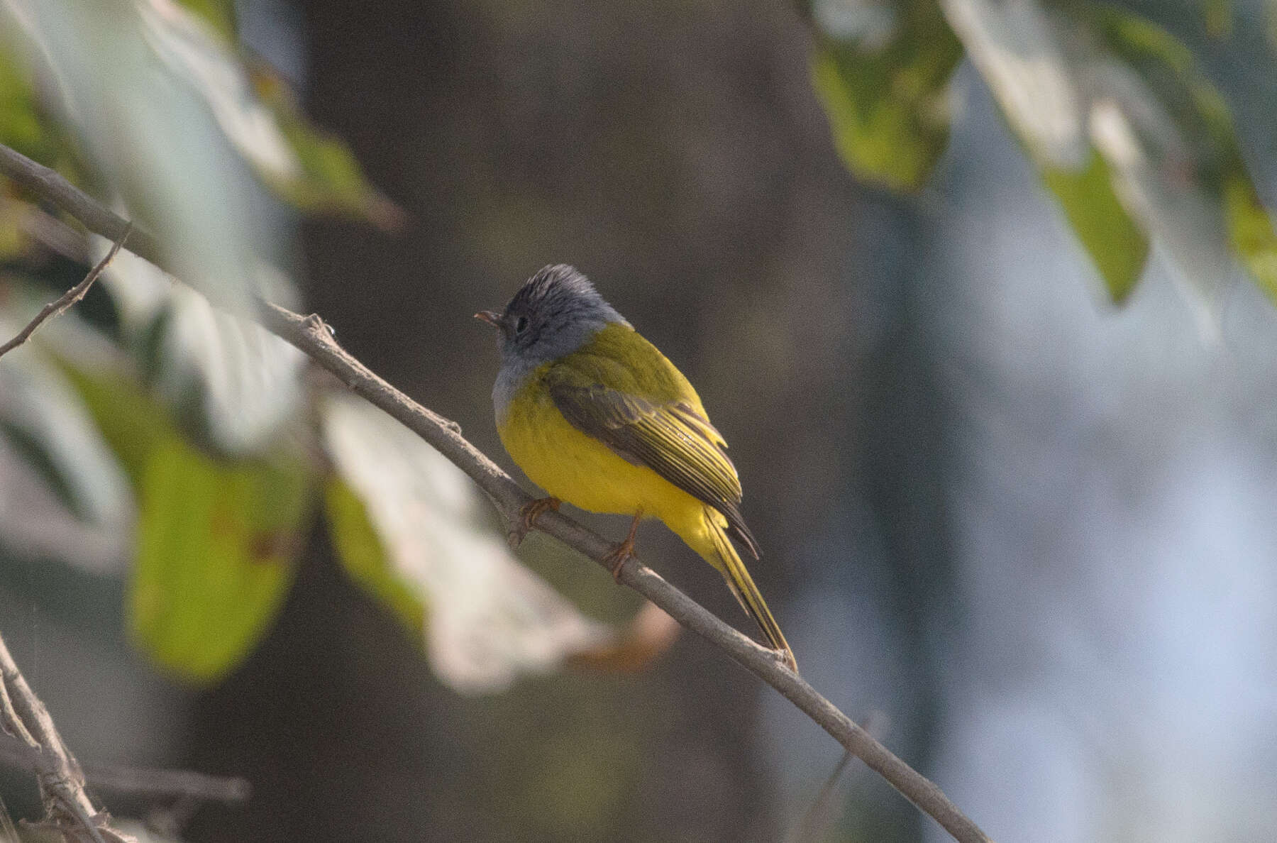 Image of Canary-flycatcher