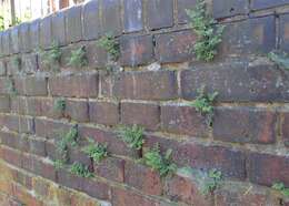 Image of Wall-rue