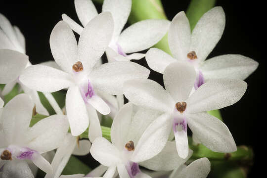 Image of Vanda christensoniana (Haager) L. M. Gardiner