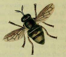 Image of Microdon mutabilis (Linnaeus 1758)