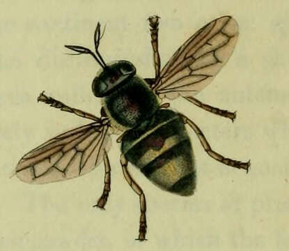 Image of Microdon mutabilis (Linnaeus 1758)