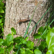 Image of Common Garden Skink