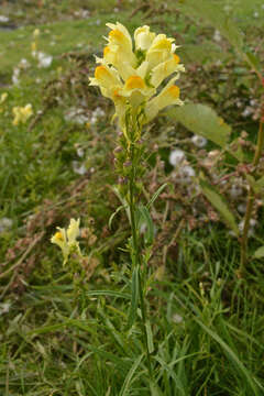 Image of Common Toadflax