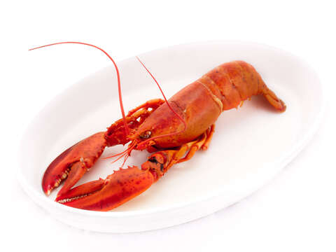 Image of Common lobster