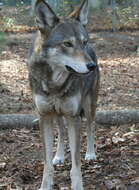 Image of Red wolf