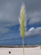 Image de Polypogon de Montpellier