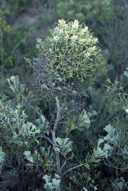 صورة Hakea auriculata Meissn.