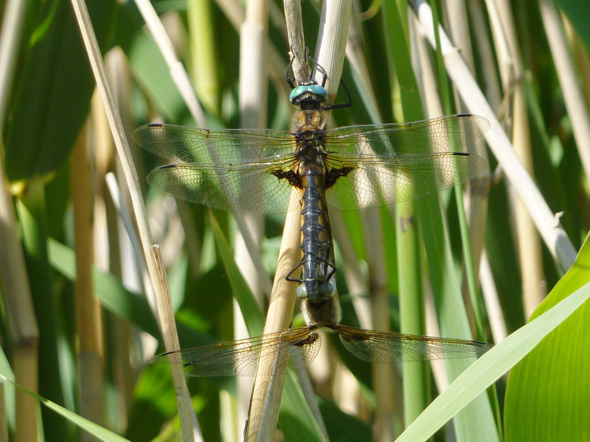 Image of eurasian baskettail