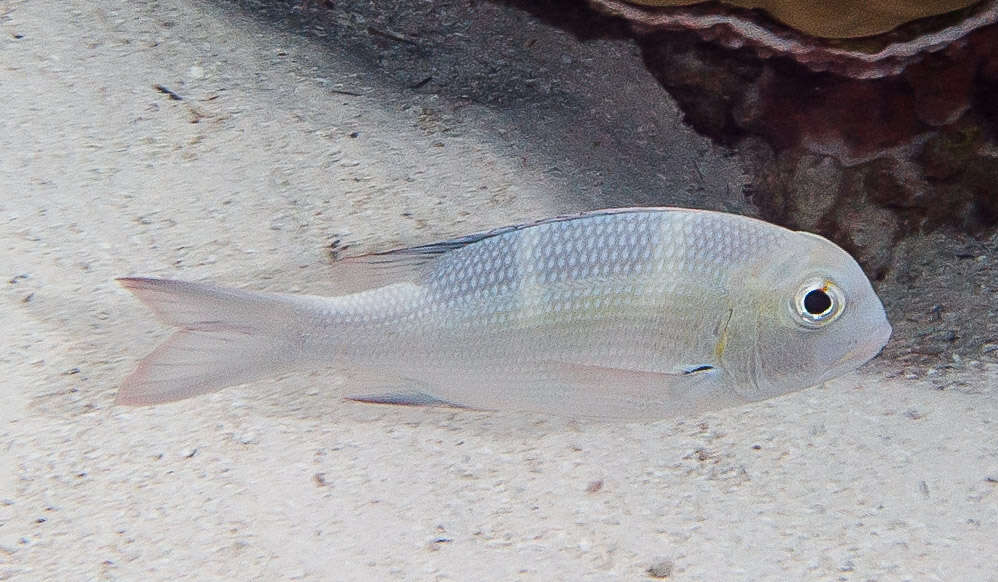 Image of Big eye bream