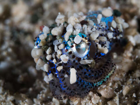 Image of Humming-bird Bobtail Squid