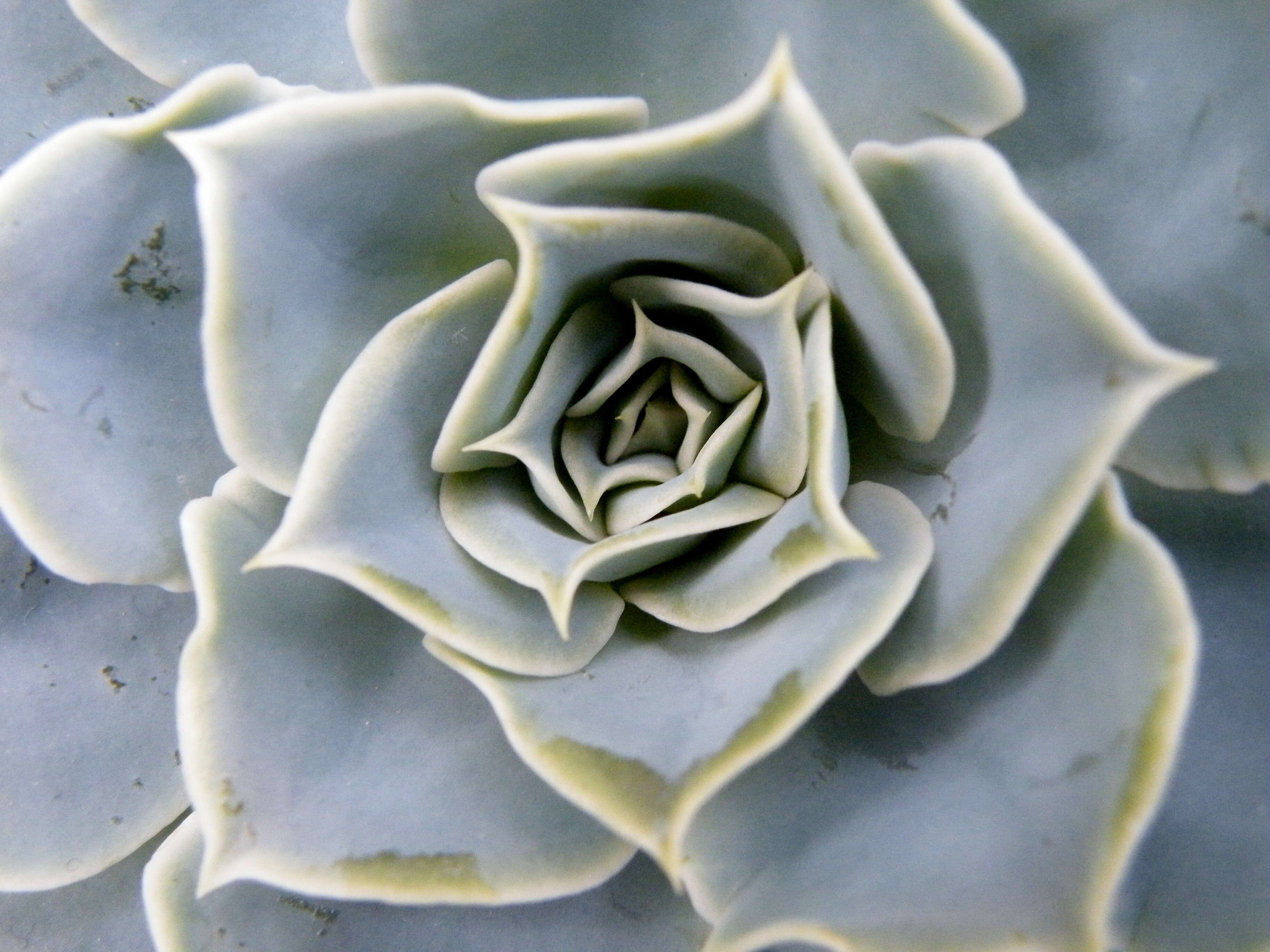 Image of hens and chicks