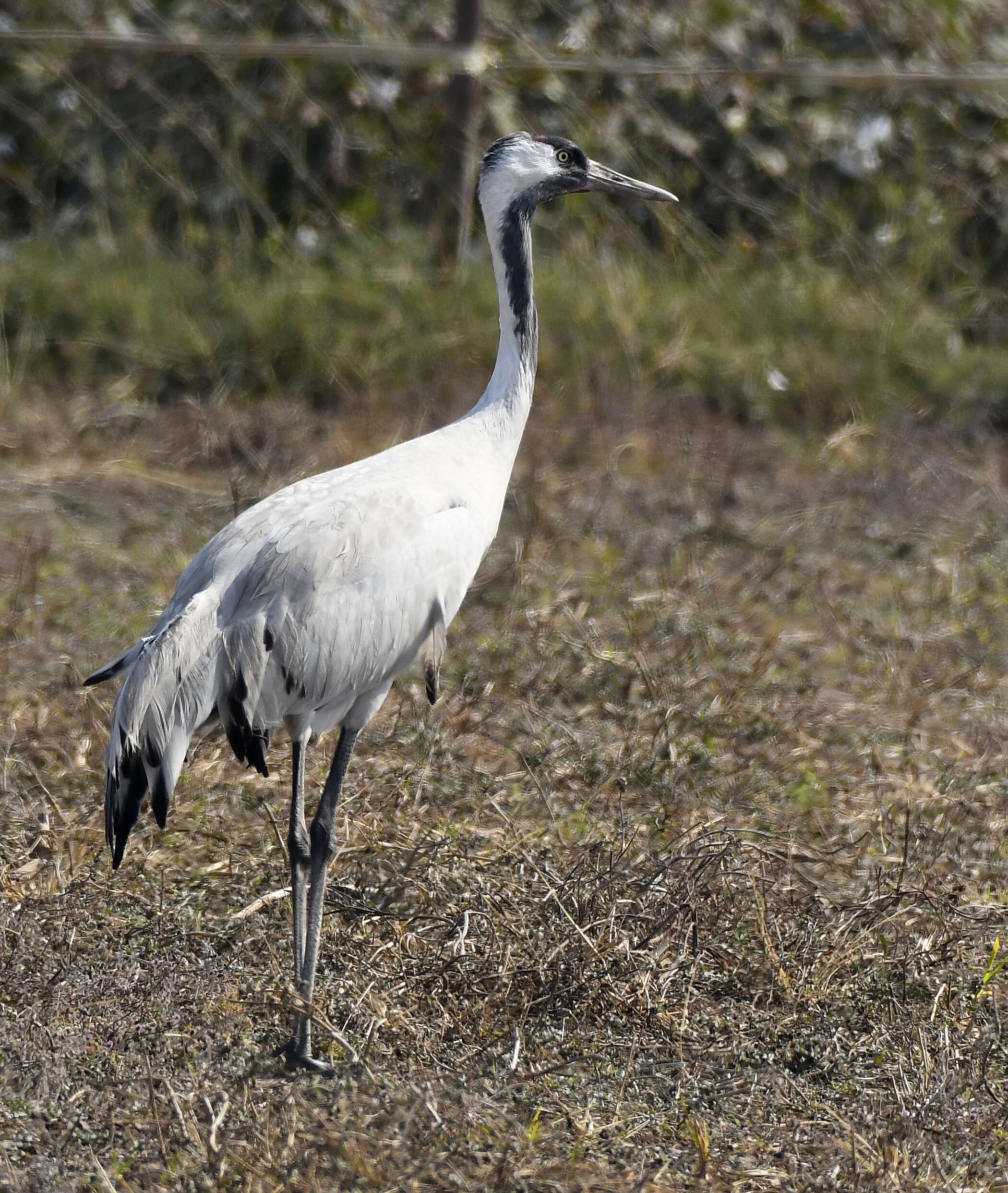 Image of Common Crane