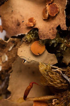 Image of spotted felt lichen