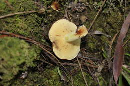 Image of Suillus granulatus (L.) Roussel 1796