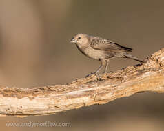 Image of Brown-headed Cowbird