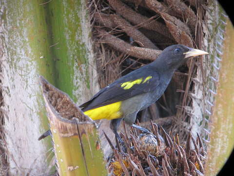 Image of Yellow-rumped Cacique