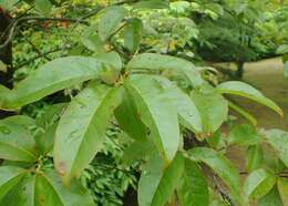 Image de Oxydendrum