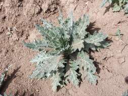 Image of black henbane